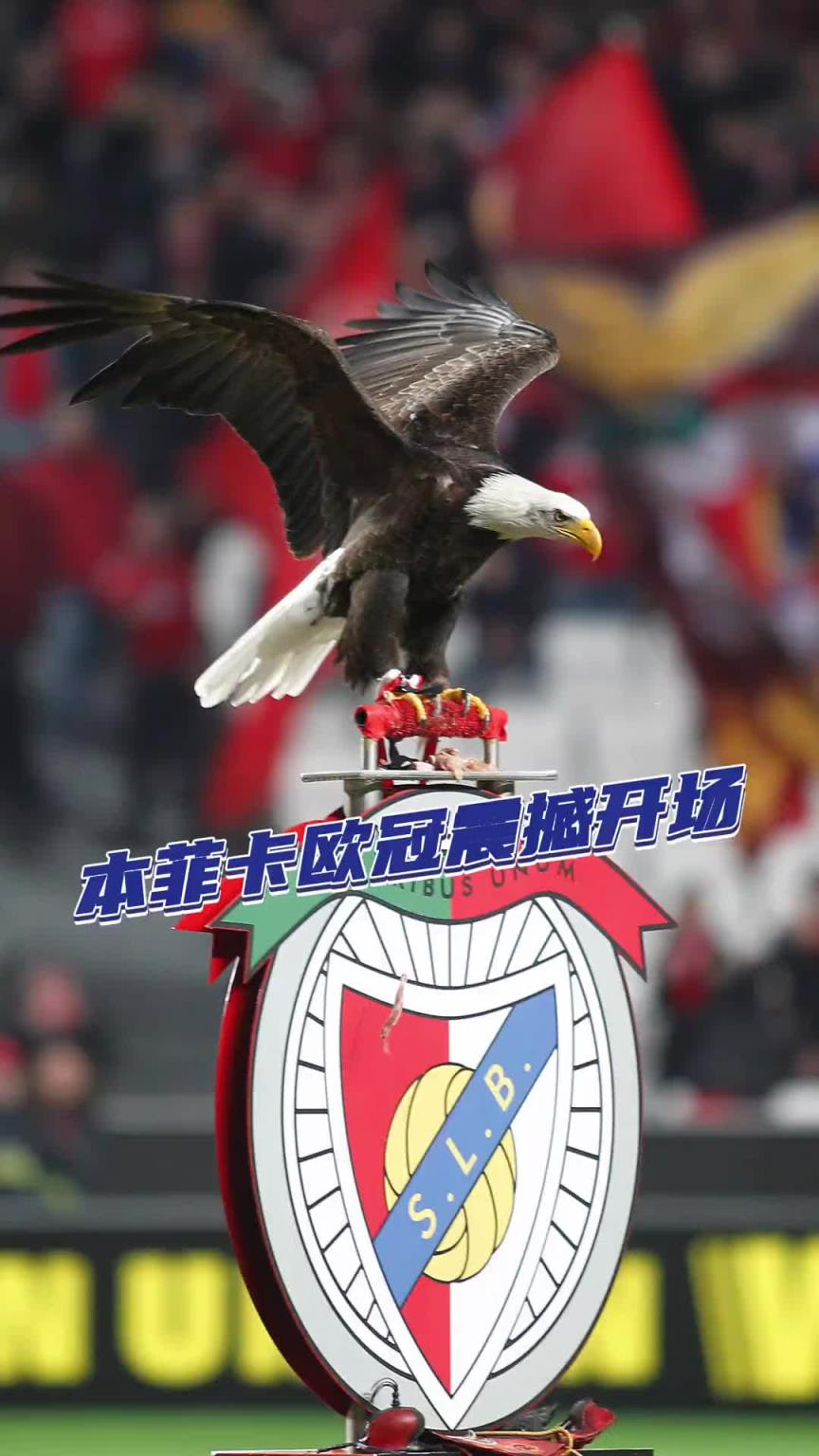 歐冠淘汰賽重燃戰(zhàn)火，即將看到本菲卡的鷹